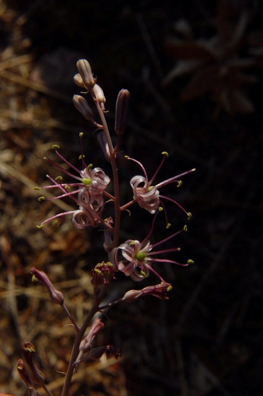 Charybdis undulata / Scilla ondulata